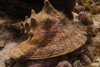 Queen Conch - Photo (c) Christian Amador Da Silva, all rights reserved, uploaded by Christian Amador Da Silva