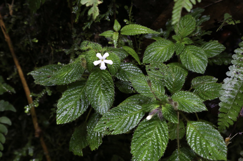 Cremosperma