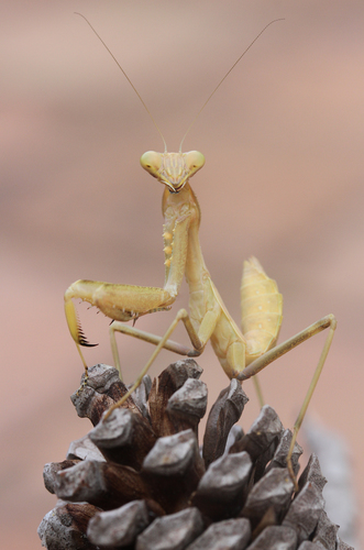 Giant African Mantis