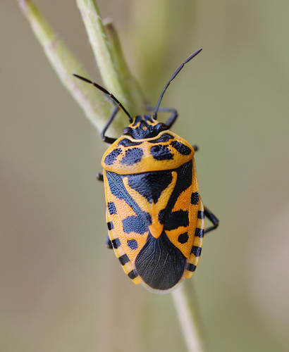 cruciferous bug