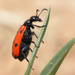 Escarabajo de Cuatro Puntos - Photo (c) Wild Chroma, todos los derechos reservados, subido por Wild Chroma