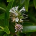 Veronica stenophylla oliveri - Photo 由 Andy MacDonald 所上傳的 (c) Andy MacDonald，保留所有權利