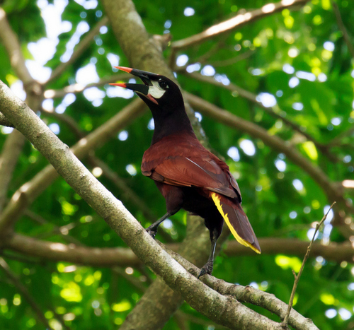 Montezuma Oropendola