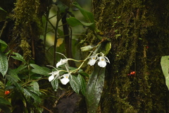Trichopilia fragrans image