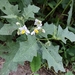Solanum carolinense - Photo (c) R Woodward, todos os direitos reservados, uploaded by R Woodward