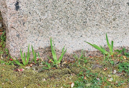 Veined Yellow-eyed Grass (Sisyrinchium laxum)