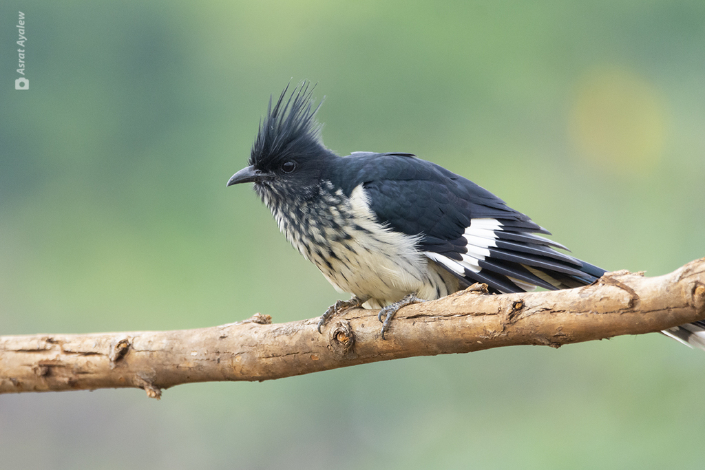 Levaillant's Cuckoo (Clamator levaillantii) photo