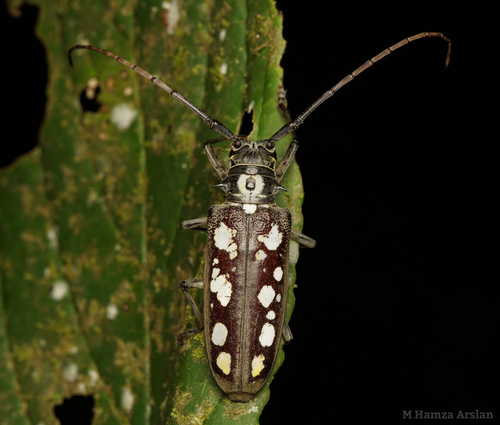 Batocera itzingeri