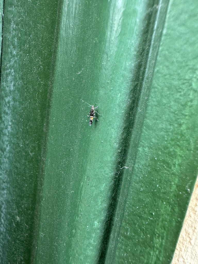 Cosmopterix from Χωματιανού, Athens, Attiki, GR on May 22, 2023 at 03