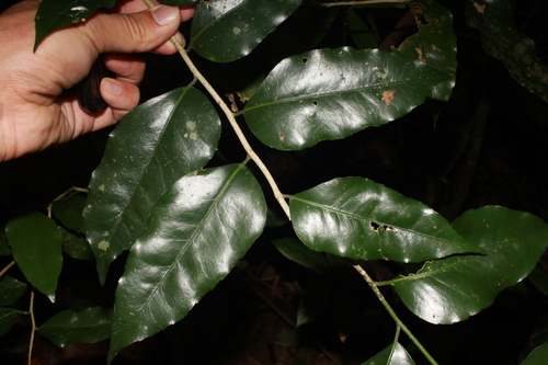 Putranjiva matsumurae