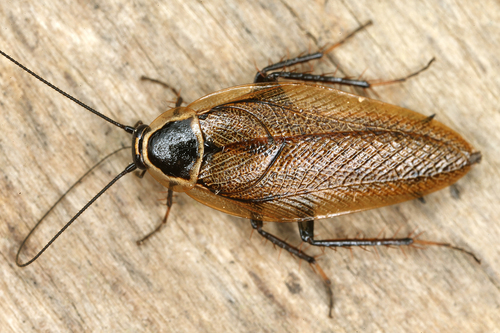 Forest Cockroach Ectobius Sylvestris INaturalist