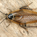 Wood Cockroaches - Photo (c) gernotkunz, all rights reserved, uploaded by gernotkunz