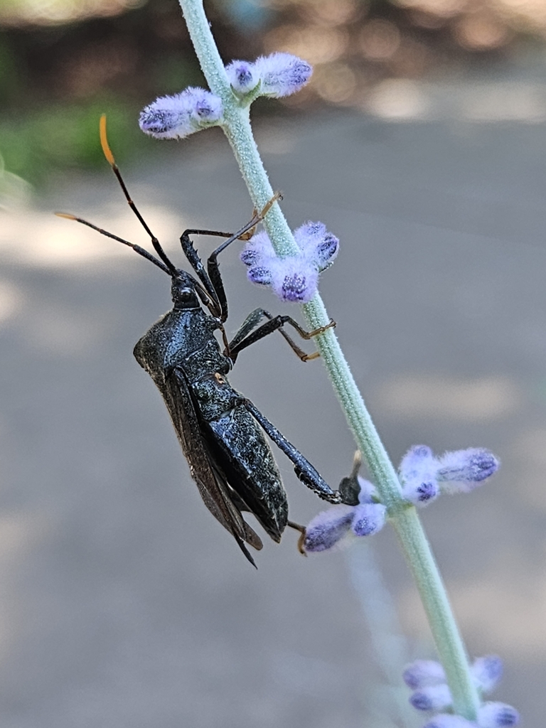 Acanthocephala terminalis from Pullen Farm Complex, Murray, KY 42071