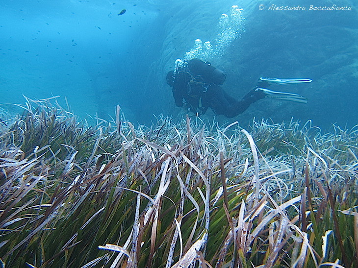 Posidonia seagrass