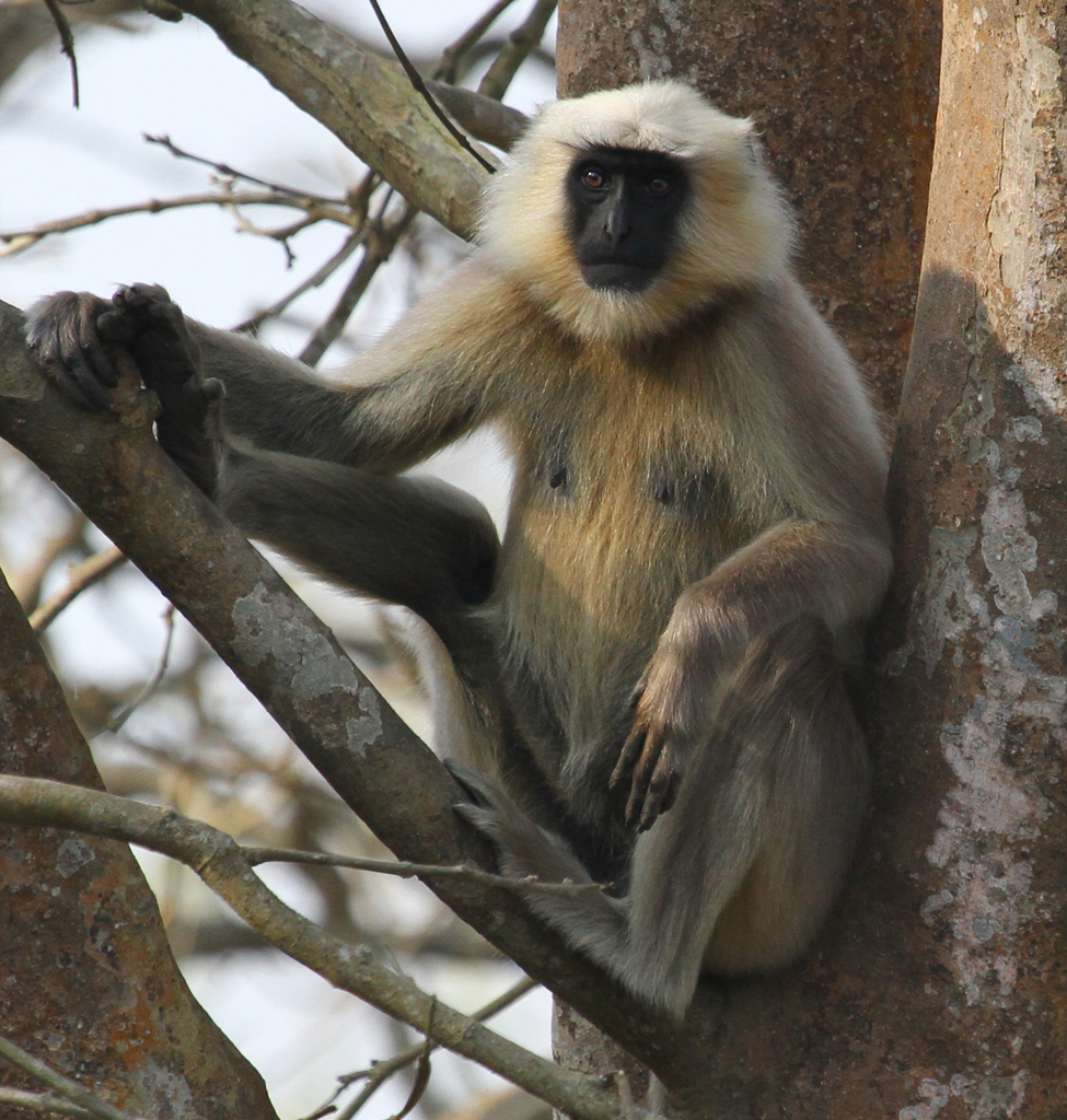 Himalayan Gray Langur From Central Nepal On January 15 2014 At 0156