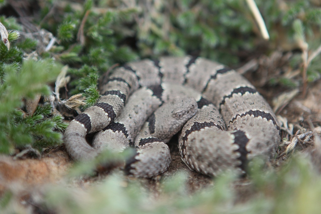 Banded Rock Rattlesnake in August 2019 by Stephen Szymczyk · iNaturalist