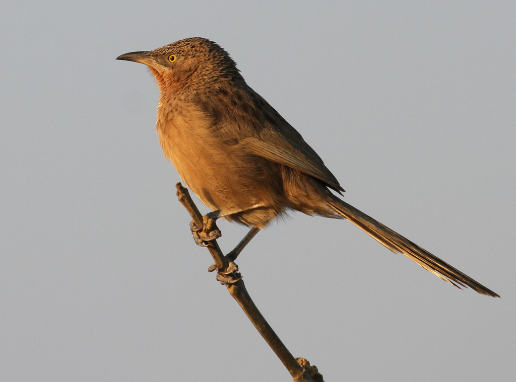 Striated Babbler photo