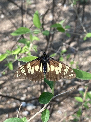Baronia brevicornis Salvin, 1893