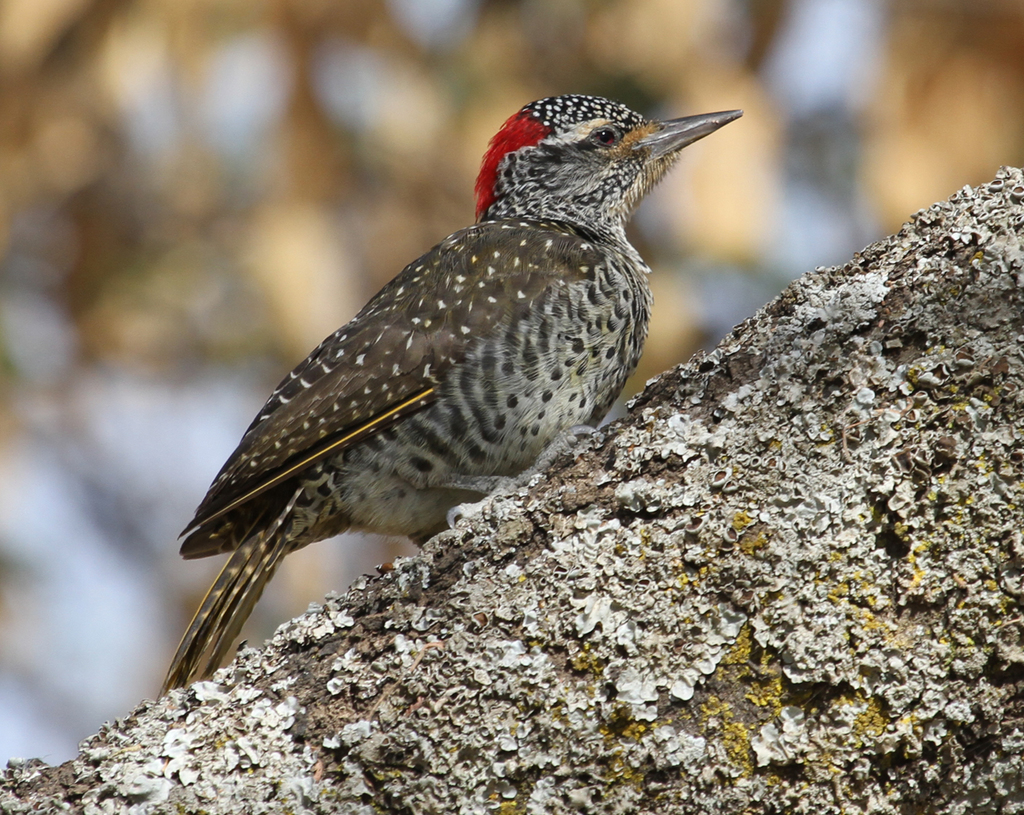Nubian Woodpecker (Campethera nubica) photo