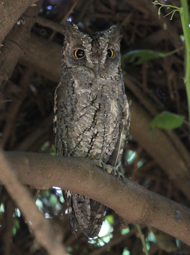 African Scops-Owl