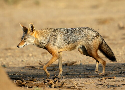 African Wolf (Canis lupaster) · iNaturalist