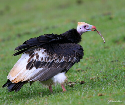 White-headed Vulture
