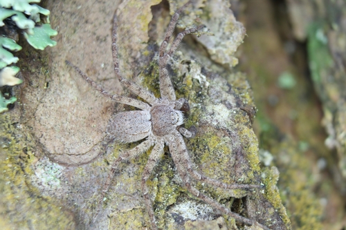 Philodromus fuscomarginatus