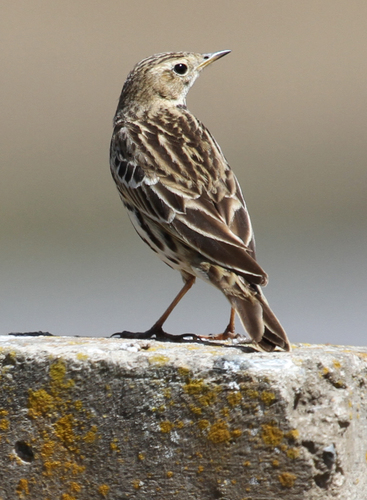 Red-throated Pipit