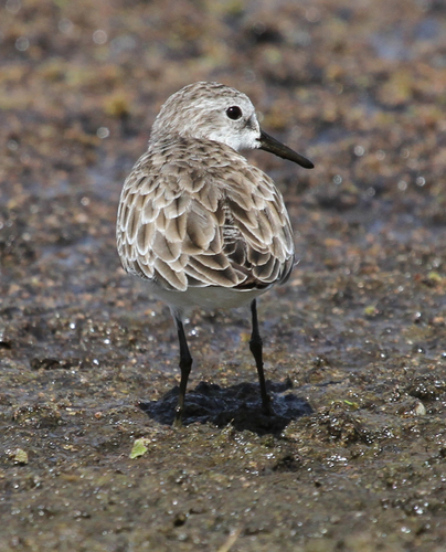 Little Stint