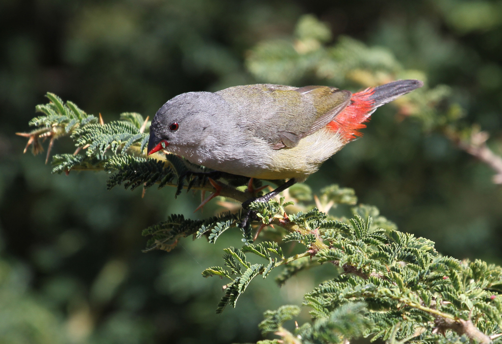 Yellow-bellied Waxbill photo