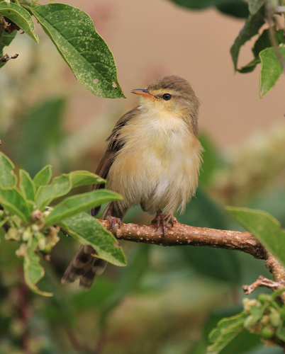 Tawny-flanked Prinia