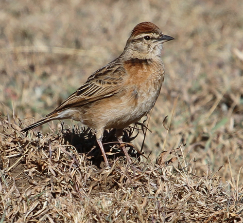 Blanford's Lark