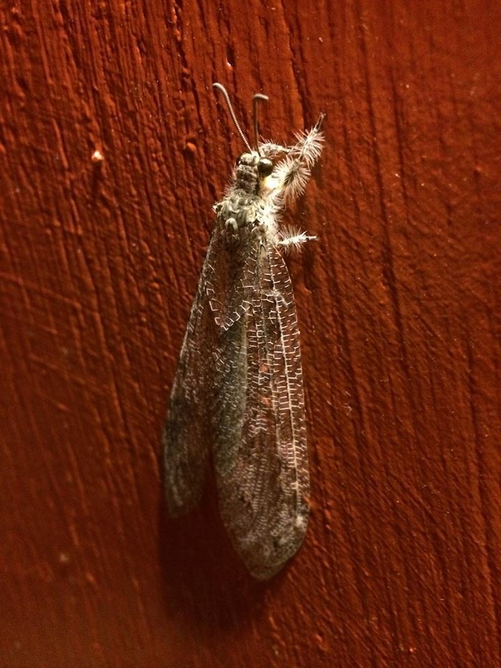 Vella americana (Insects and Arachnids of Coronado National Memorial ...