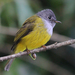 Grey-headed Canary-Flycatcher - Photo (c) Ingeborg van Leeuwen, all rights reserved, uploaded by wildchroma