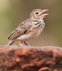 Jerdon's Bushlark - Photo (c) Ingeborg van Leeuwen, all rights reserved