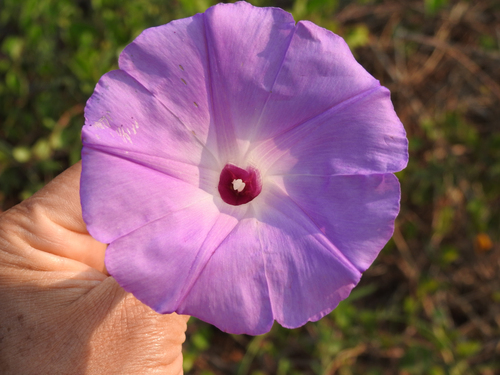 Ipomoea crinicalyx (Ipomoea crinicalyx)