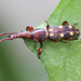 Prophthalmus bourgeoisi - Photo (c) Ingeborg van Leeuwen, όλα τα δικαιώματα διατηρούνται, uploaded by Ingeborg van Leeuwen