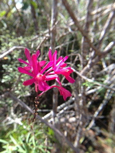 Kraenzlin's peacock orchid (Psychilis kraenzlinii)