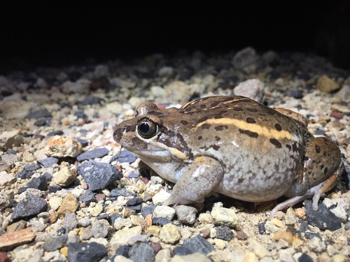 Salmon-striped Frog