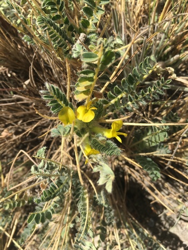 Astragalus grahamianus