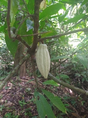 Theobroma cacao image