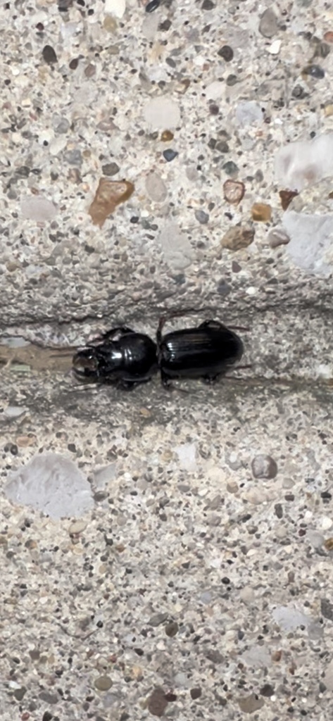 Big-headed Ground Beetle from Robin Hood Rd, Charleston, WV, US on June ...