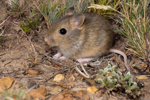 Hairy-soled Conyrat (Reithrodon auritus) — Least Concern Mammalia