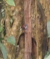 Hylophylax naevioides image