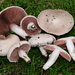Agaricus - Photo (c) Damon Tighe, all rights reserved