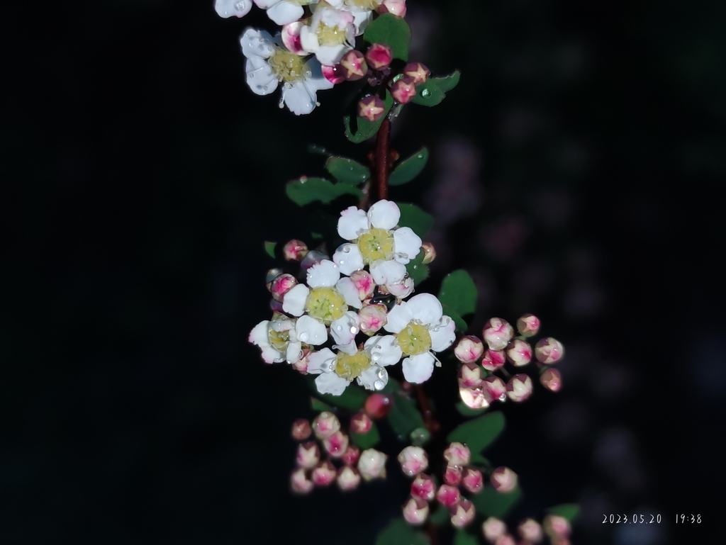 Spiraea myrtilloides (Spiraea myrtilloides)