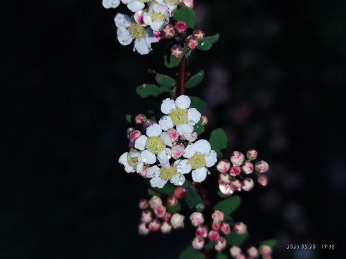 Spiraea myrtilloides