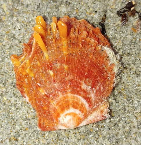 Digitate Thorny Oyster (Spondylus tenuis) · iNaturalist