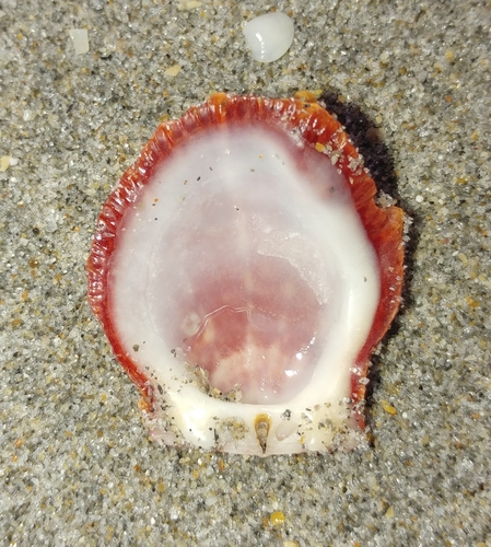 Digitate Thorny Oyster