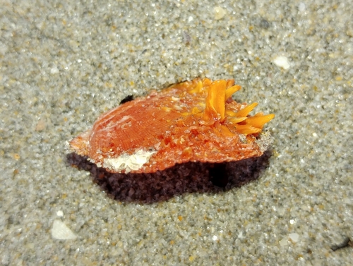 Digitate Thorny Oyster